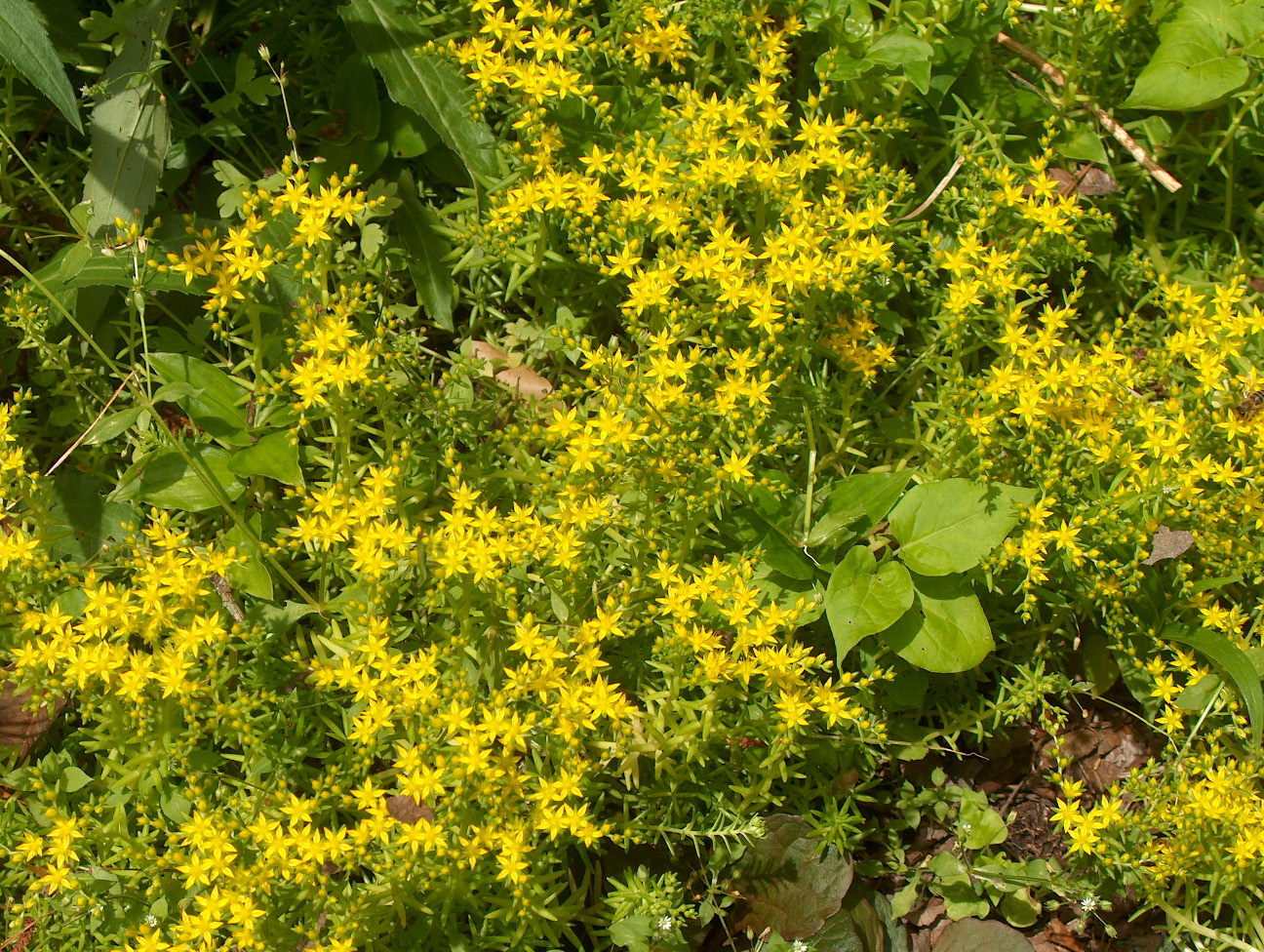 Online Plant Guide Sedum Sarmentosum Sedum Acre